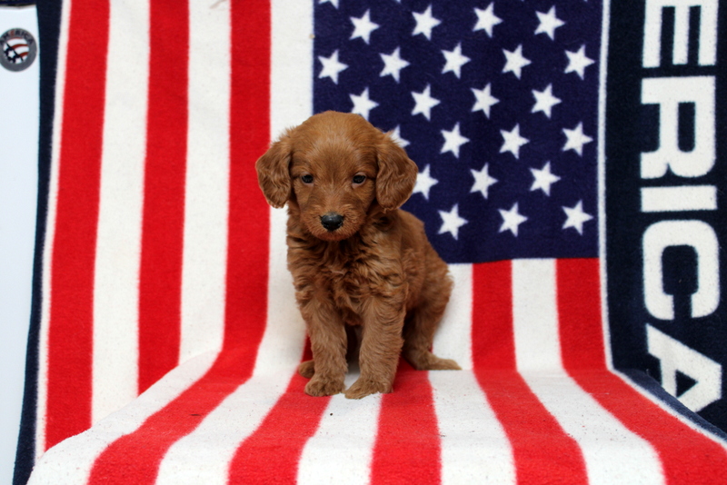puppy, for, sale, Mini Goldendoodle F1, Matthew B. Stoltzfus, dog, breeder, Gap, PA, dog-breeder, puppy-for-sale, forsale, nearby, find, puppyfind, locator, puppylocator, aca